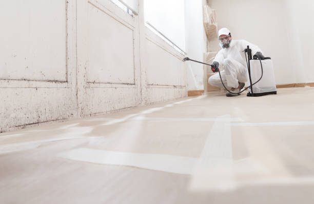 24/7 Emergency Black Mold Remediation experts in Belvidere, NJ