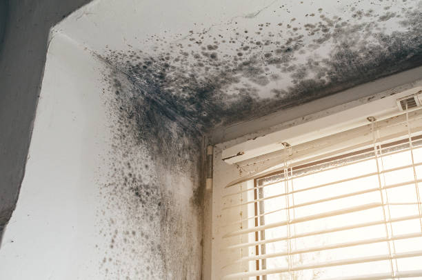 Affordable Black Mold Remediation solutions in Belvidere, NJ